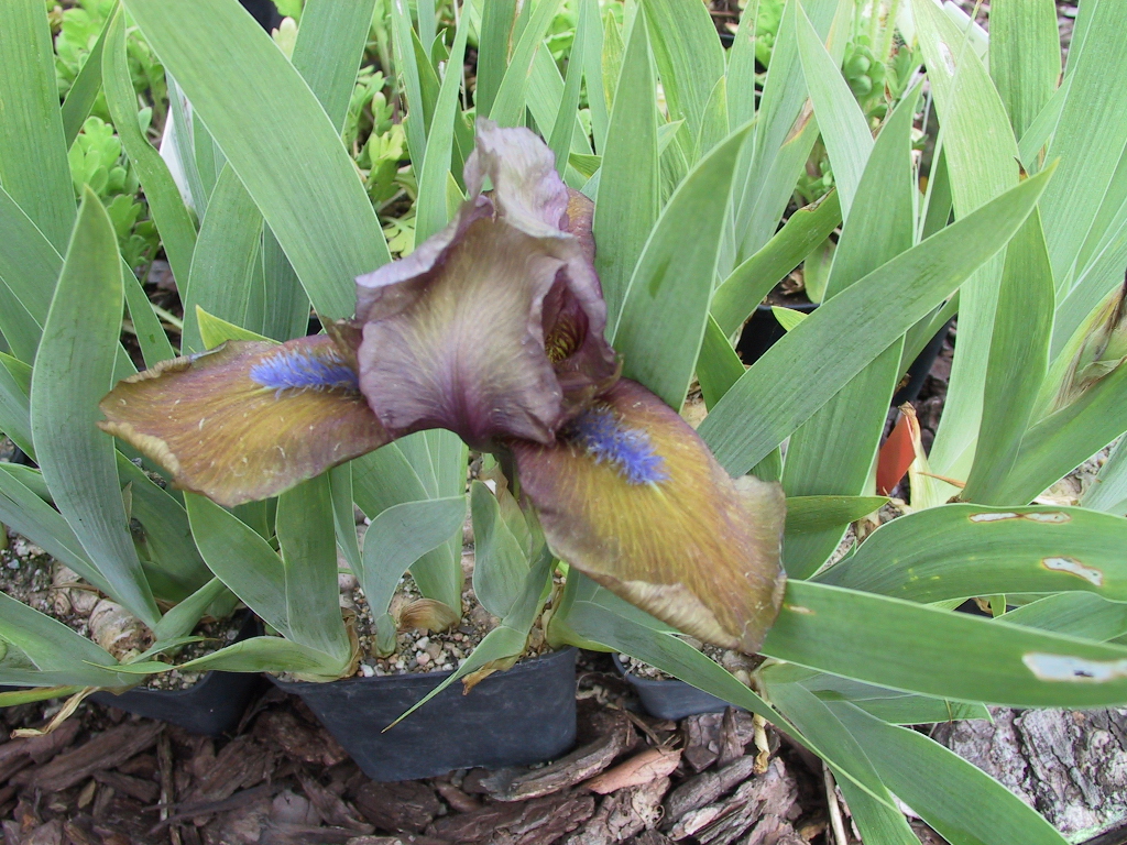 Iris pumila Metallica =Gingerbread Man.jpg
